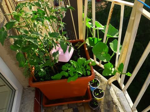 3+1 o zahradničení aneb jak založit svůj první záhon i na balkóně