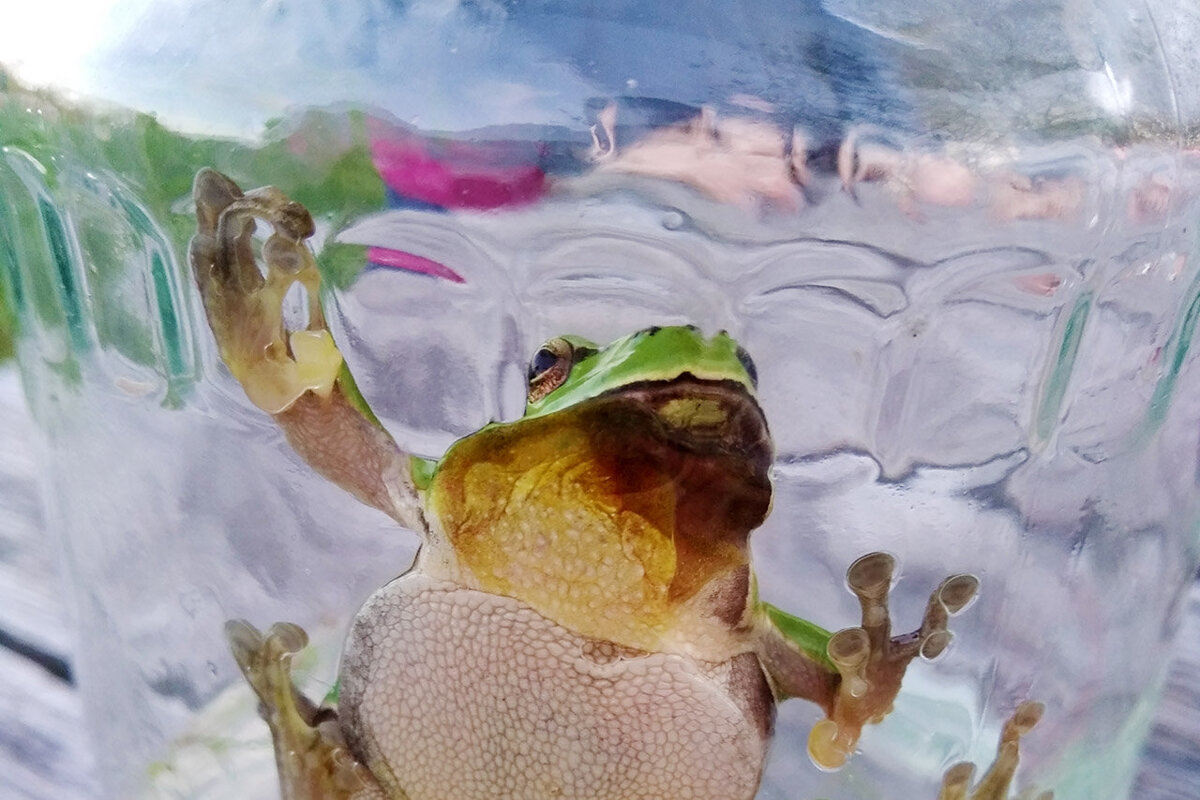 Kvákání v Domu přírody