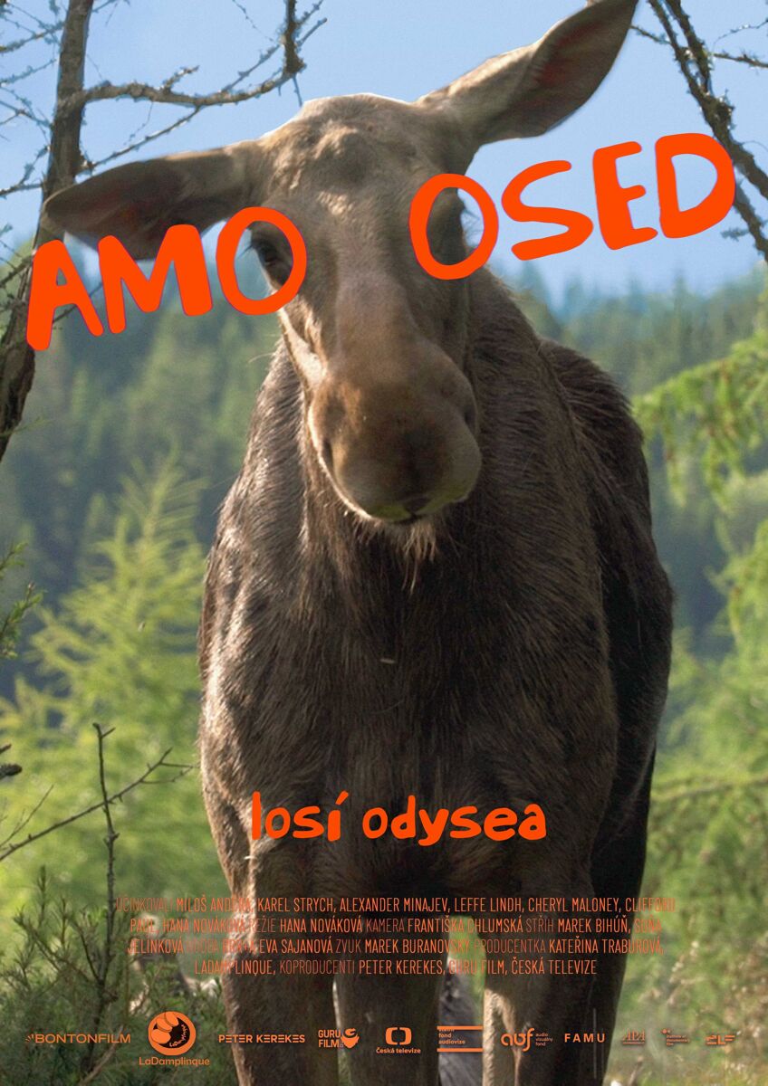 AMOOSED: losí odysea