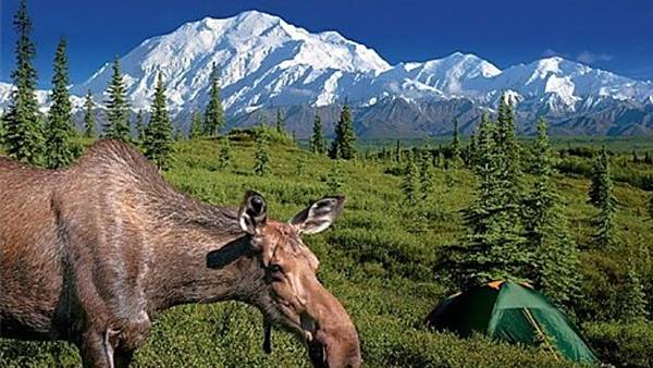 Martin Loew - Aljaška - divočina zlatého severu