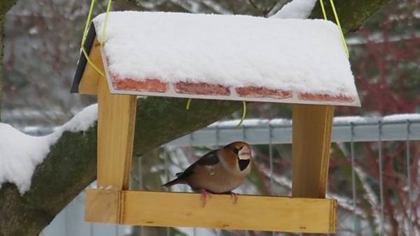 Povídání u krmítka