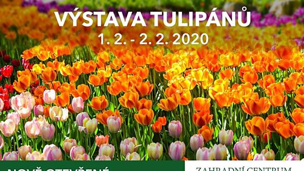 Výstava tulipánů