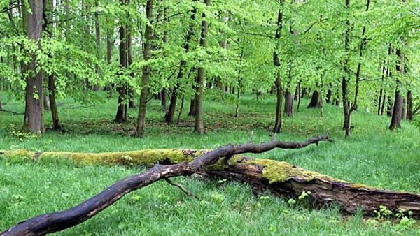 Luhem i krasem, lesem i loukou