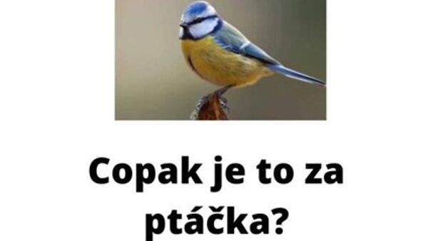 Copak je to za ptáčka?