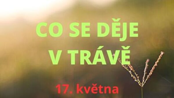 Co se děje v trávě