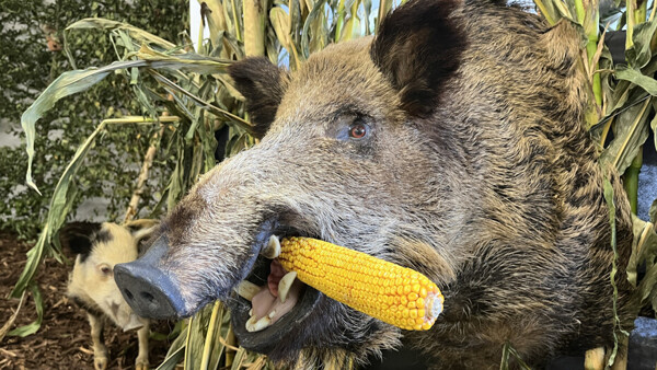 Výstava myslivosti a přírody Olomouckého kraje