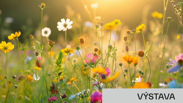 Plané rostliny v kuchyni