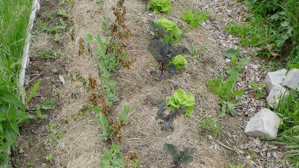 3+1 o zahradničení aneb jak omezit plevel bez chemie a zbytečné dřiny