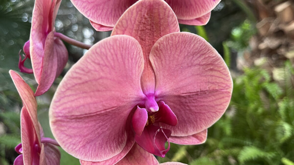 Klenoty pralesa 2026