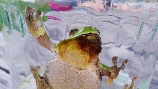 Kvákání v Domu přírody