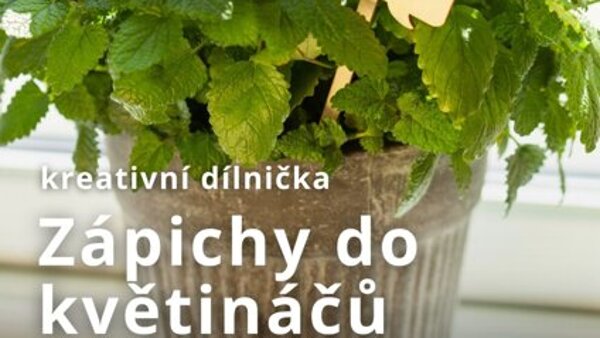Zápichy do květináčů