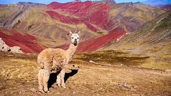 Motani: 1000 barev Peru