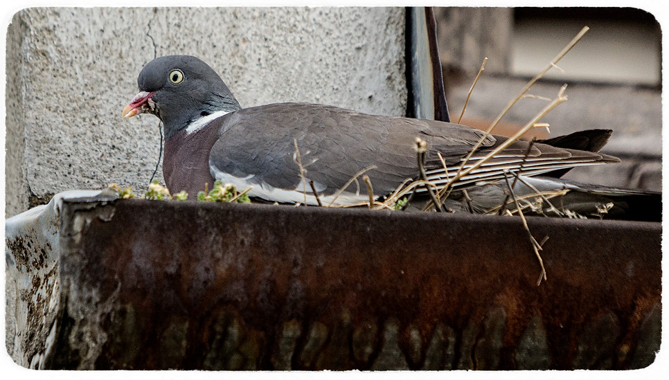 Hašteříte se o hlouposti, ale nekrouží vám nad hlavou hladový orel, říká paní Holubová