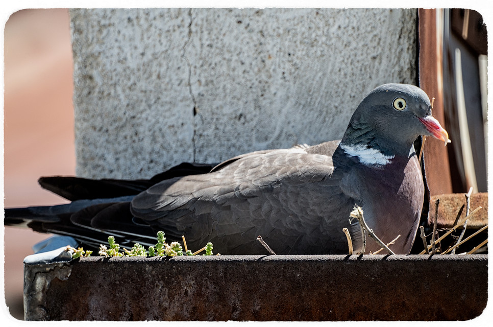 Kde jinde bych našla tak krásný okap, ptá se paní Holubová. Zatímco sedí na vejcích, má dost času na rozjímání o životě.