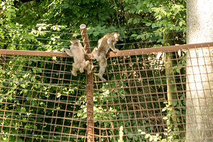 Makakové zaregistrovali vypnutí elektřiny okamžitě. A vyrazili za svobodou.