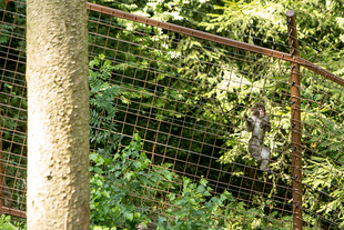 Na druhé straně plotu se některým makakům líbilo rozhodně víc, než uvnitř.