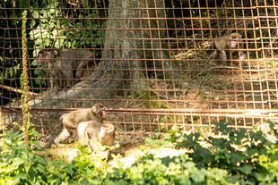 Bojová porada. Uprchlí makakové zpoza plotu radí »vězňům«, aby se k nim připojili.