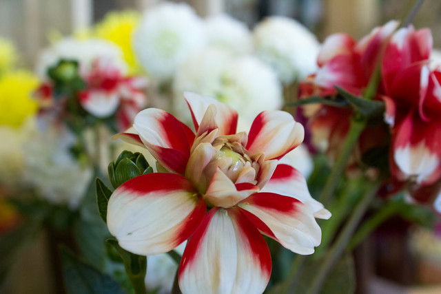 Návštěvníky čeká záplava květin.