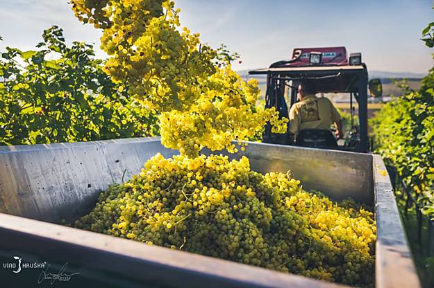 Malý pohled do zákulisí, aneb jak se letos sklízely hrozny do burčáku pro Vinotéku Hruška.