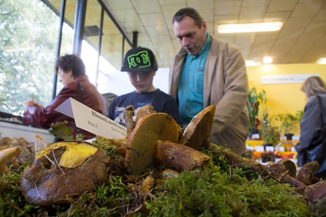 Co Čech, to houbař. I když letos počasí houbaření příliš nepřeje, na Floře si budete moci prohlédnout přes 200 druhů hub.