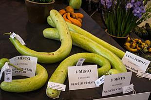 Tak vypadá největší plod lagenárie a nejzajímavější patvar plodu lagenárie.