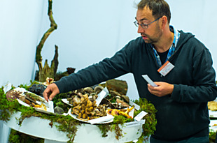 K podzimu bezesporu patří také houby. Součástí expozice je také mykologická poradna.