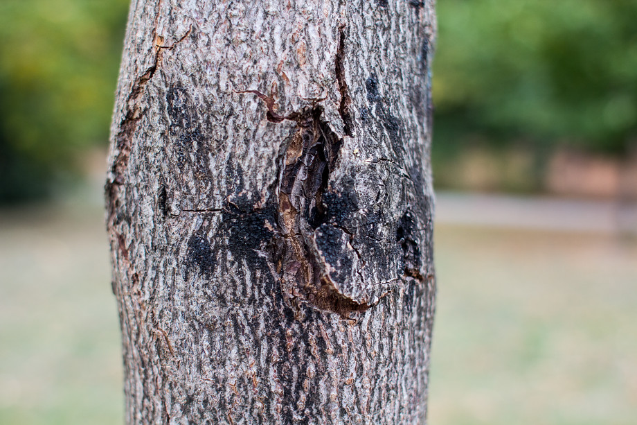 Agresivní bakterií už je napadeno mnoho stromů v Rudolfově aleji.
