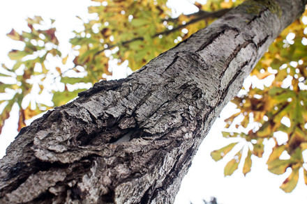 Nápadně popraskaná kůra, výron tekutiny na kmeni, neobvykle světlé listy… Tak popisují nemoc odborníci. Bakterie dřevinu postupně zničí.