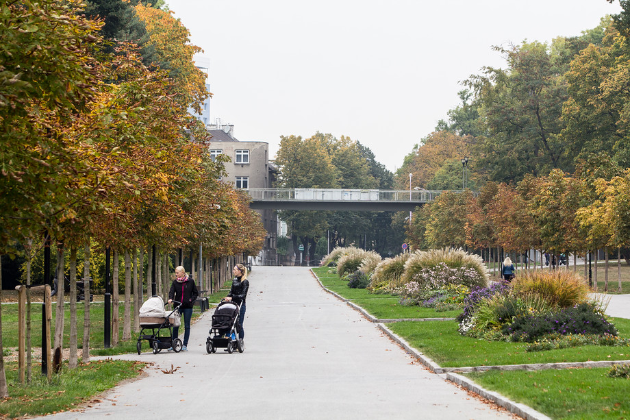 Hrozí slavné Rudolfově aleji vykácení? Pokud se bude nemoc šířit rychle, je to bohužel reálné.