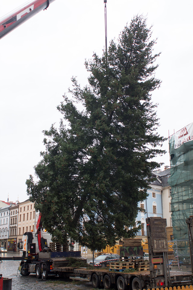 Zhruba šestnáct metrů vysoká douglaska rostla původně v areálu Veolie.