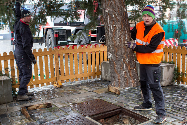 Strom má překvapivě malý průměr kmene. Proto ho nebylo před usazením nutno ani zařezávat.