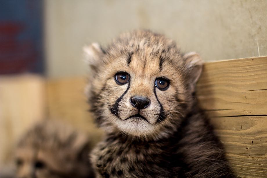 GEPARDÍ KOŤATA. Přesně na Štědrý den dostali neobvyklou nadílku v zoologické zahradě. Po letech čekání se tu konečně narodila mláďata geparda. Než se mohla představit světu, musela trochu povyrůst. Před kamerami a fotoaparáty se samička Dinari a sameček Dayo předvedli poprvé až v únoru.