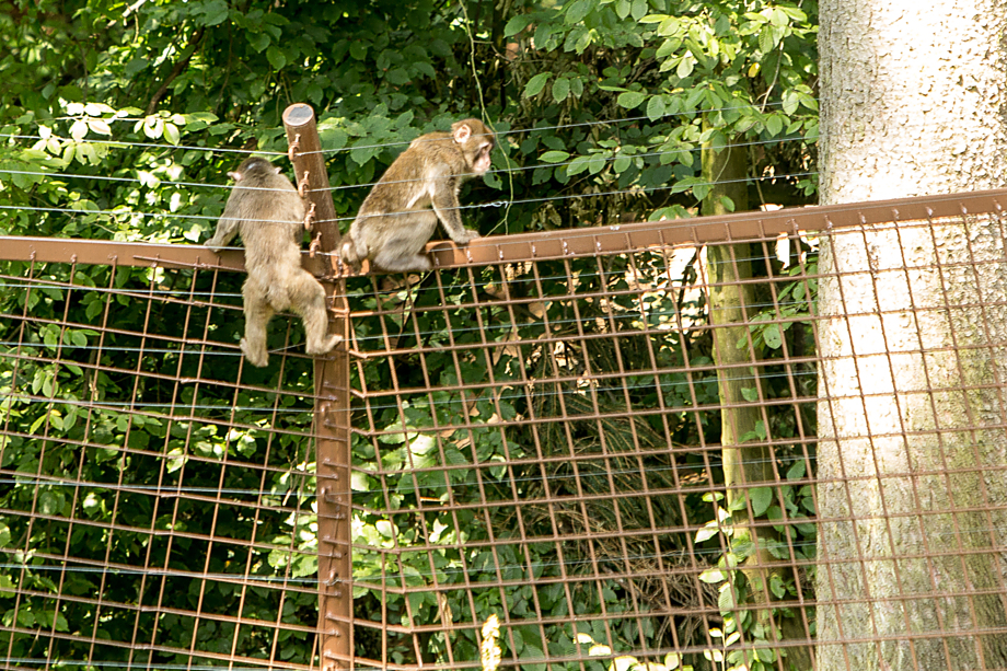 MAKAKOVÉ OPĚT NA ÚTĚKU. Jen pár minut po slavnostním znovuotevření výběhu našli makakové cestu na svobodu. Ploty pro ně nepředstavovaly překážku a několik dní žili střídavě v přírodě a ve výběhu, než se jejich toulky podařilo zarazit.