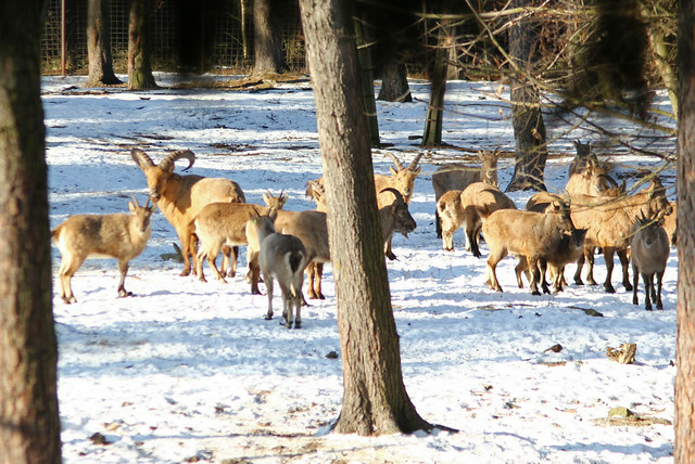 V průběhu svátků budete mít příležitost navštívit i vánoční zoo.