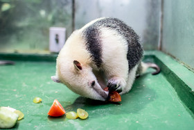 Mládě mravenečníka jsme navštívili v zoo. Roste jako z vody.