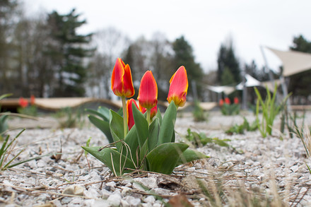 Zatím tu vládnou spíše tulipány.