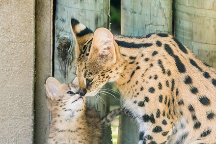 Kočičí radost. V zoo se narodila dvojčata servala stepního. Na snímku o jednoho z potomků pečuje jeho vzorná matka.