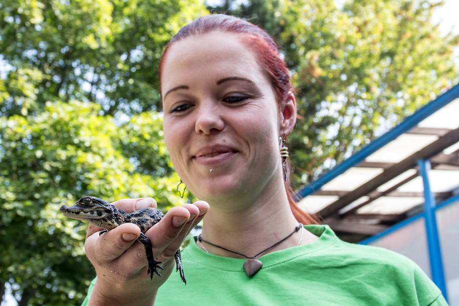 Ošetřovatelka Eva Šlosarčíková ještě může malé ještěry vzít do rukou. Zatím mají jen drobné zoubky, za pár týdnů by ale už kousnutí od krokodýlího mláděte mohlo pořádně zabolet.