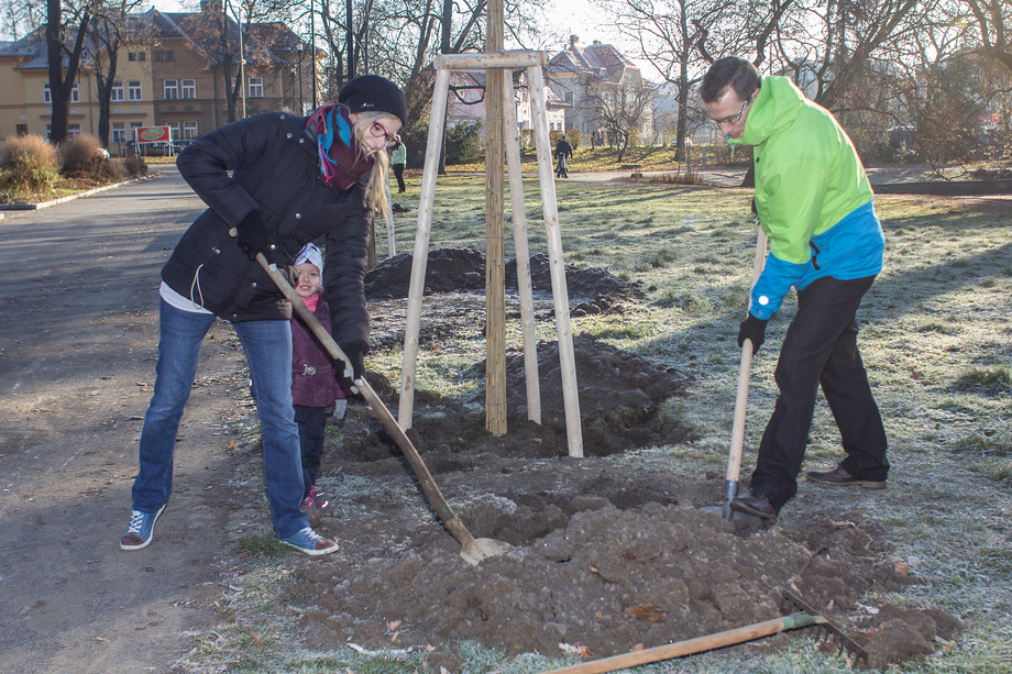 Napoprvé to nevyšlo, kaštany zahubila choroba. Rudolfova alej tak mění stromy: nově ji budou tvořit lípy.