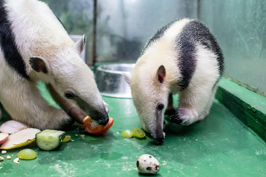 JAKO Z VODY. Mimořádně úspěšná je olomoucká zoo v chovu mravenečníků.