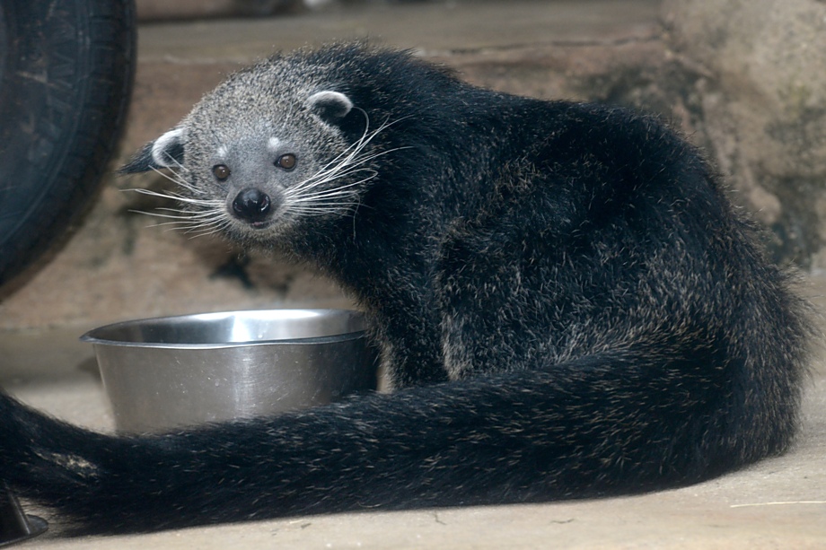 Dorotka najde svůj nový domov v Zoo Tregomeur ve Francii.