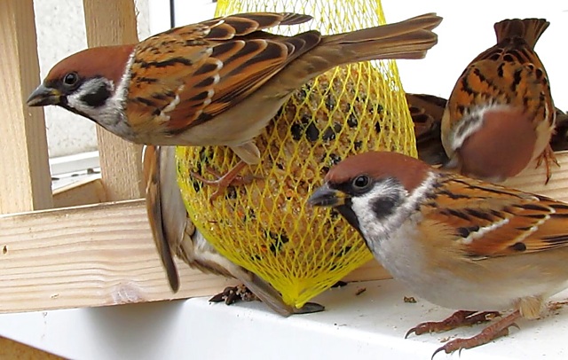 Častým návštěvníkem krmítek je vrabec polní.