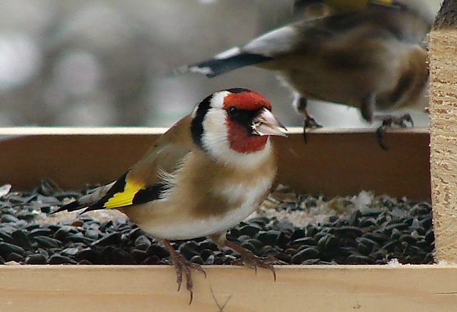 Setkáme se i se stehlíkem.