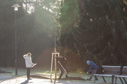 Na druhý pokus sázeli Olomoučané Rudolfovu alej. Kaštany nahradily lípy.