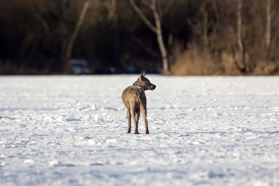 Ze zamrzlé hladiny jsou nadšeni i psi.