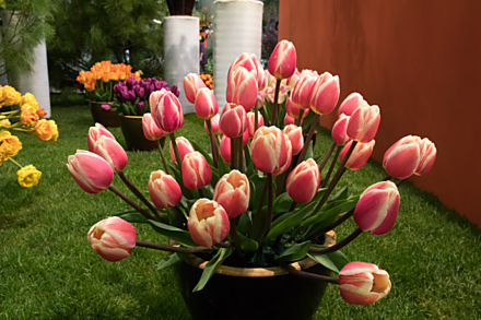 Hitem jara jsou tulipány.