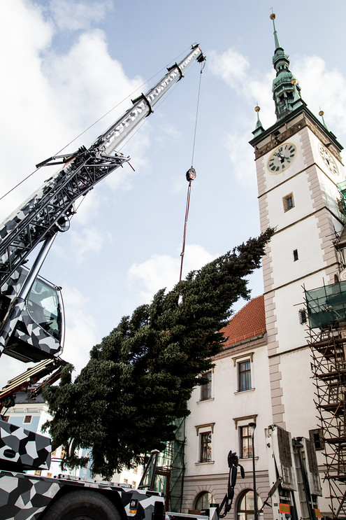 Zatím bezejmenný strom nepatří k největším, jaké kdy na náměstí stály. Měří sice jen dvanáct metrů, je ale krásně rostlý.