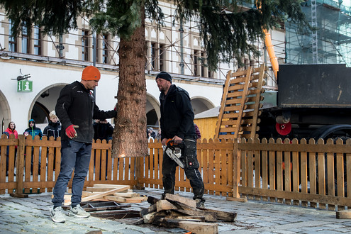 Letošní strom pochází z Postřelmova a jako již tradičně se jedná o dar městu. Tak jako tak by ho totiž čekalo pokácení. Než skončí na špalky, užije si aspoň pár měsíců slávy.