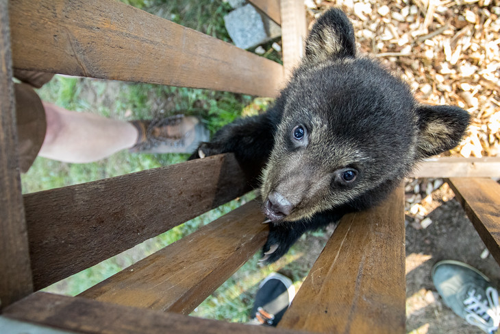 MEDVÍDĚ. Radost v zoologické zahradě udělali chovatelům jejich medvědi. Přivedli totiž na svět hned dva roztomilé potomky.
