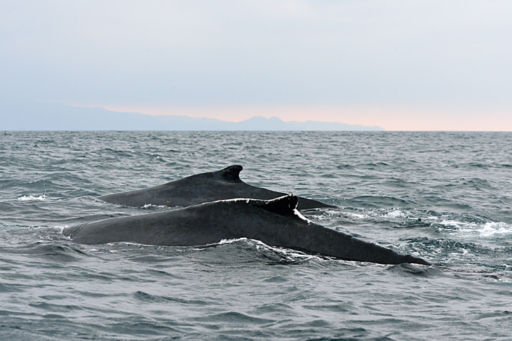 Velrybí dobrodružství I Divadlo na Šantovce